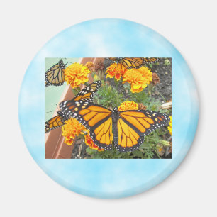 Imã Meu Borboleta-ímã do monarca