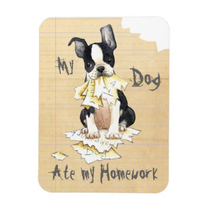 Ímã Meu Boston Terrier Comeu Meu Trabalho De Casa