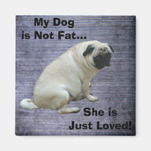 Imã Meu cão não é Pug gordo