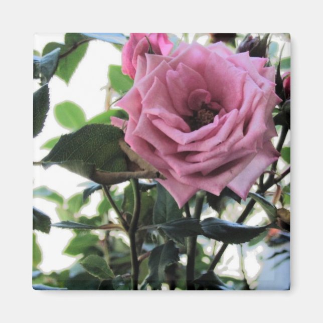 Imã Meu Rosa (Frente)