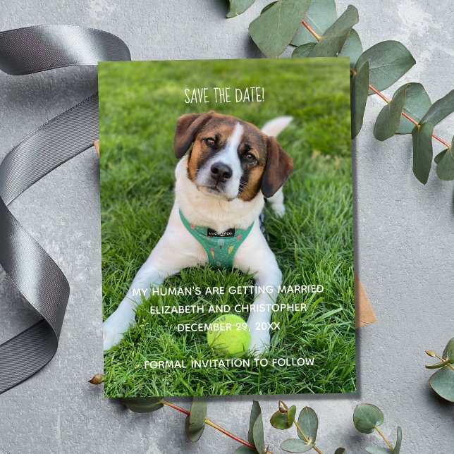 Ímã Meus Humanos Estão se Casando Foto Salve a Data (Wedding Photo Save The Date for Dog Cat Owners.  My Human's are getting married.)