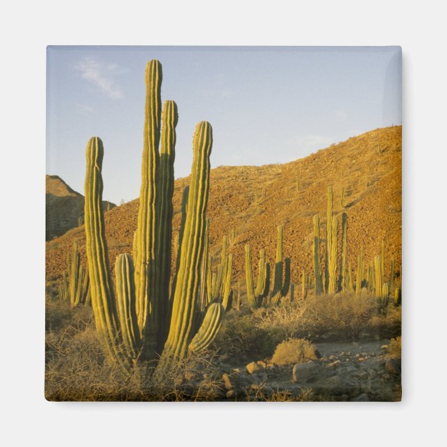 Imã México, Baja, Ilha Catalina de Papais noeis, Mar d (Frente)