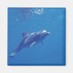 Imã México, Cozumel. Golfinho de Bottlenosed