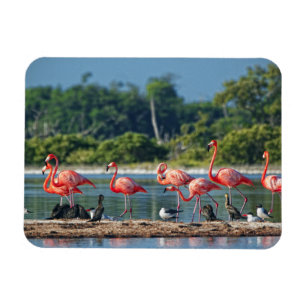 Ímã México Rio Lagartos