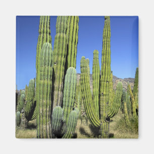 Imã México, Sonora, San Carlos. Saguaro & Organ Pipe