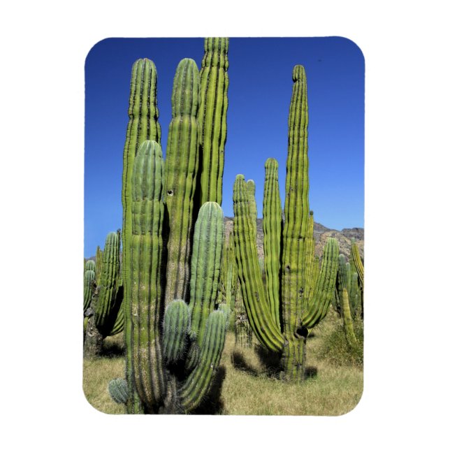 Ímã México, Sonora, San Carlos. Saguaro & Organ Pipe (Vertical)