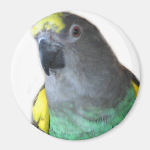 Imã Meyers Parrot Magnet