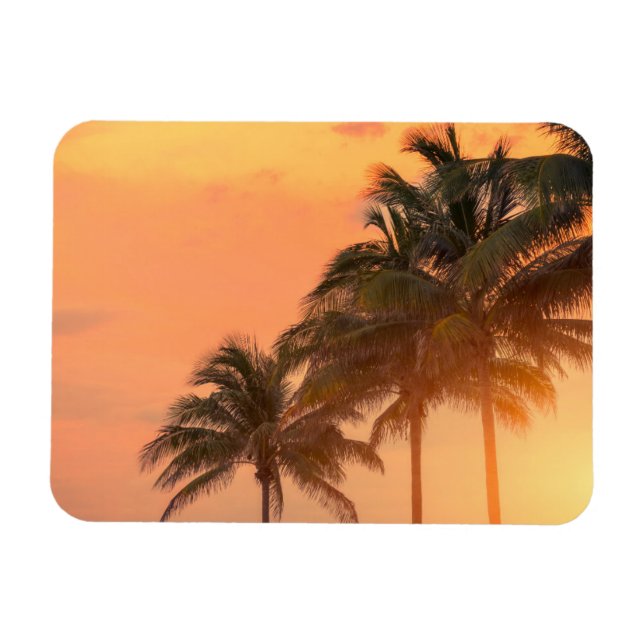 Ímã Miami Palms (Horizontal)