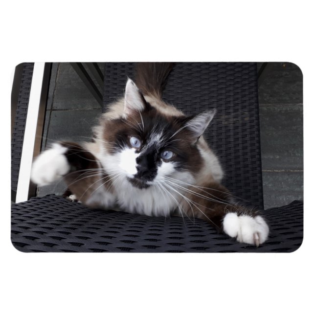 Ímã Miau! (Horizontal)