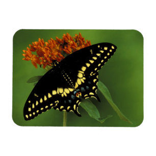 Ímã Michigan, Rochester. Preto oriental americano