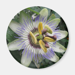 Imã Mídia da Flor de Paixão