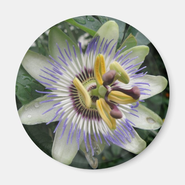 Imã Mídia da Flor de Paixão (Frente)