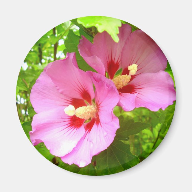 Imã Mídia de Hibiscus Rosa (Frente)