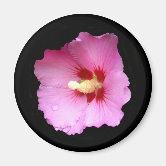 Imã Mídia de Hibiscus Rosa (Frente)