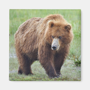 IMÃ MÍDIA DE URSO