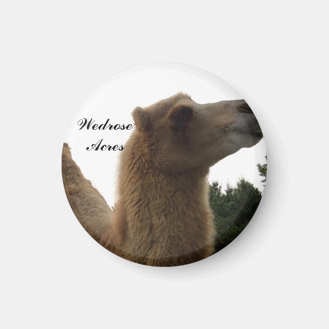 Imã Mídia do camelo Wedrose Acres (Frente)