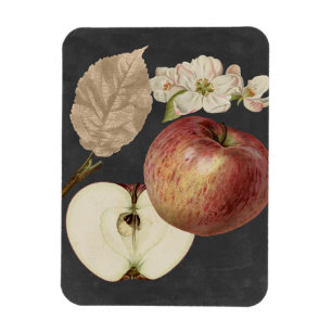 Ímã Midnight Harvest II