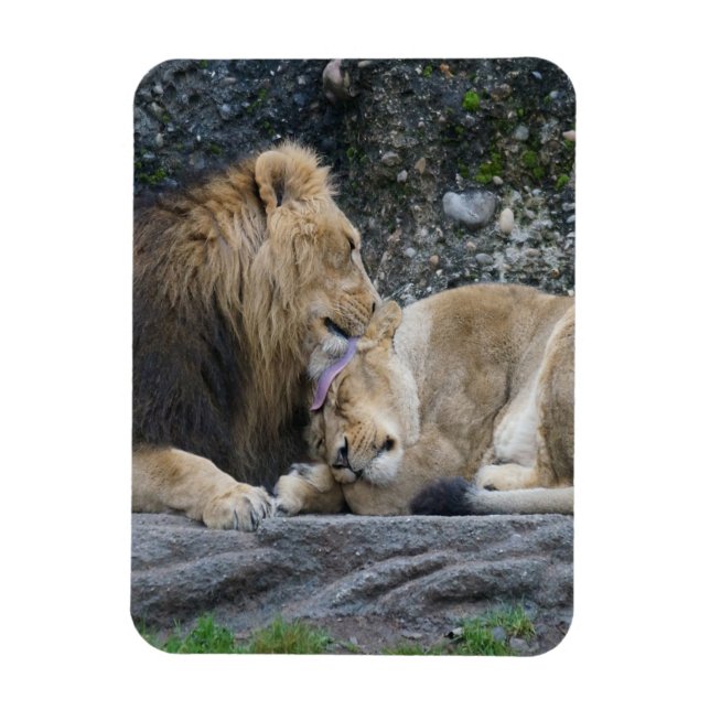 Ímã Mighty Lion Love (Vertical)