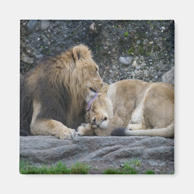 Imã Mighty Lion Love (Frente)