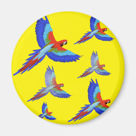 Imã Mikitiez parrot hawaii verão sunset Beach primaver