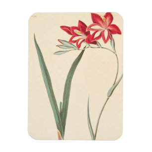 Ímã Milho-Bandeira magnífica