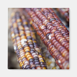 Imã Milho indiano no quadrado Greenmarket da união, Y