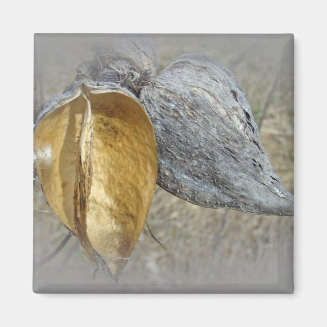 Imã Milkweed Pods (Frente)