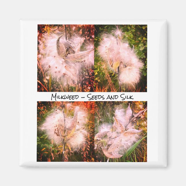 Imã Milkweed | Sangria (Frente)