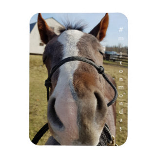 Ímã Milton segunda-feira