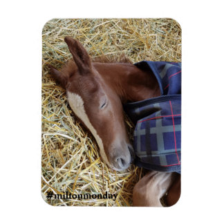 Ímã Milton Segunda Magnet