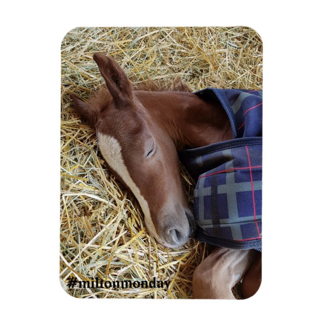 Ímã Milton Segunda Magnet (Vertical)