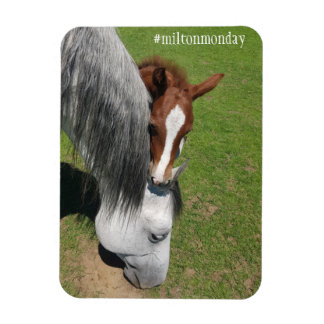 Ímã Milton Segunda Magnet