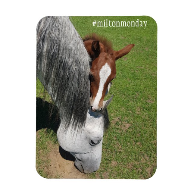 Ímã Milton Segunda Magnet (Vertical)