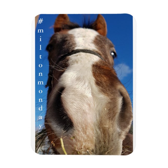 Ímã Milton Segunda Magnet (Vertical)