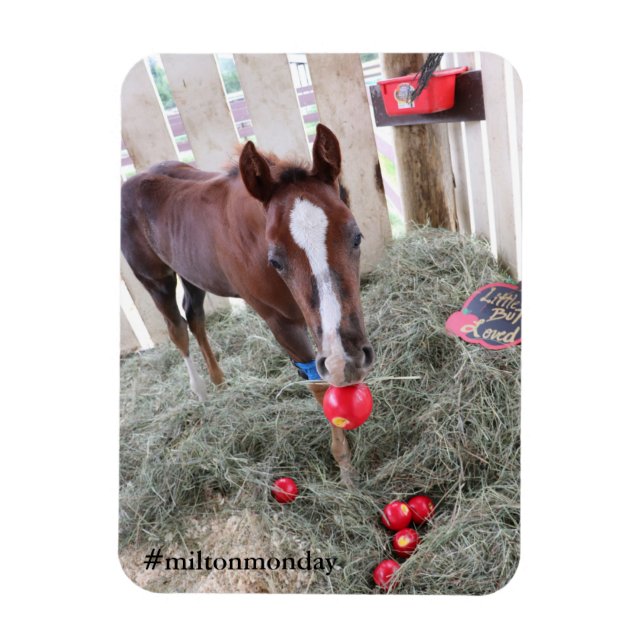 Ímã Milton Segunda Magnet (Vertical)