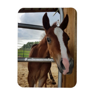 Ímã Milton Segunda Magnet