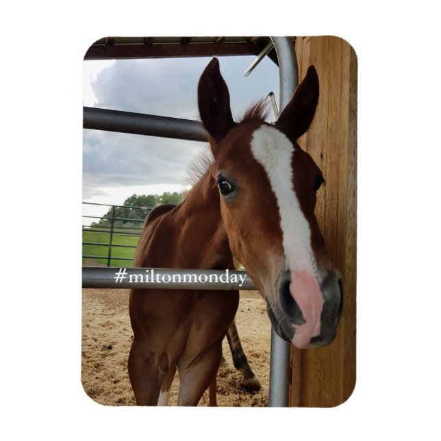 Ímã Milton Segunda Magnet (Vertical)