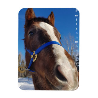 Ímã Milton Segunda Magnet