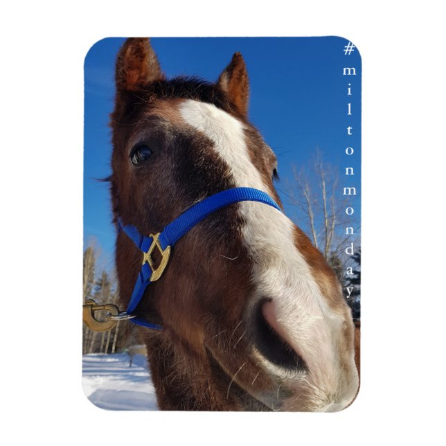 Ímã Milton Segunda Magnet (Vertical)