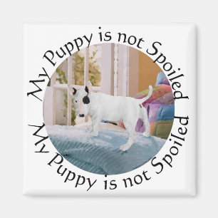 Imã Mimado? Filhote de Bull Terrier... Nem um pouco