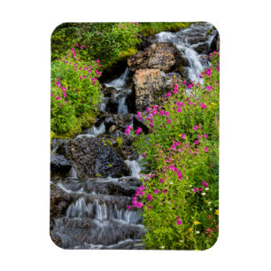 Ímã Mimulus ao longo do Lunch Creek no Glaciar