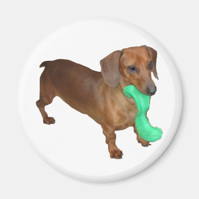 Imã Minature Dachshund (Frente)