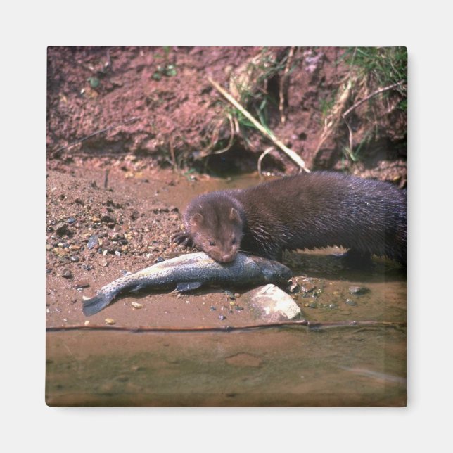 Imã Minério com peixe pequeno (Frente)