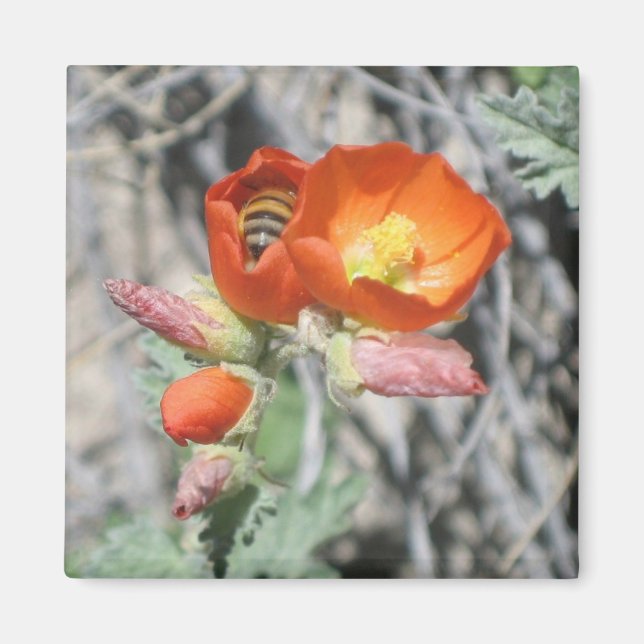 Imã Minha Abelha De Mel (Frente)