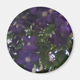 Imã Minha Célula Foto da Mãe Clematis