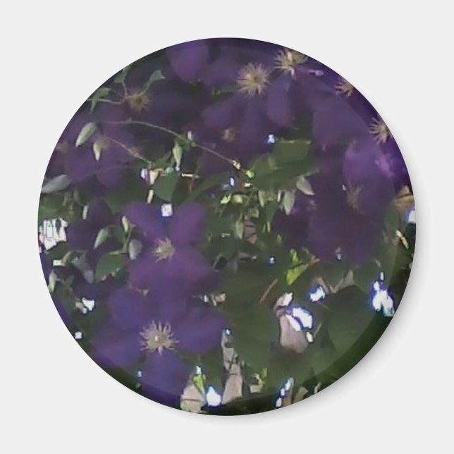 Imã Minha Célula Foto da Mãe Clematis (Frente)
