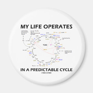Imã Minha vida opera-se em um ciclo predizível (Krebs