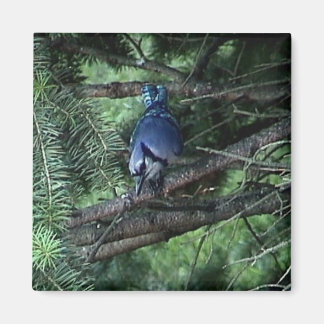 Imã minhas coisas3 013