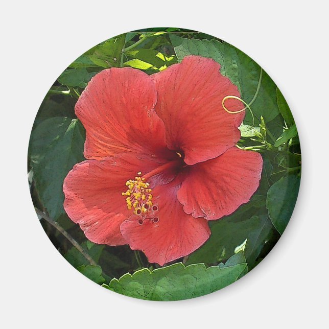 Imã Mini Art Red Hibiscus (Frente)