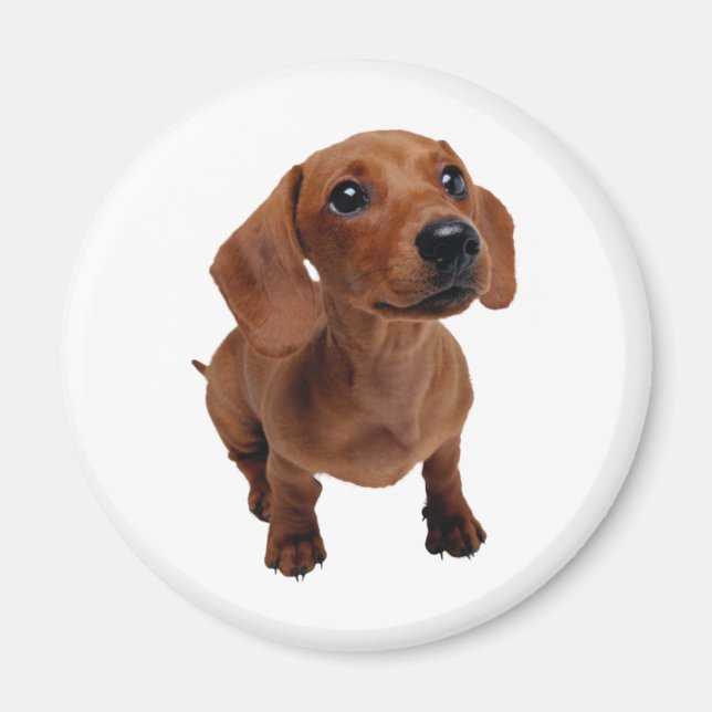 Imã Mini Dachshund Magnet (Frente)